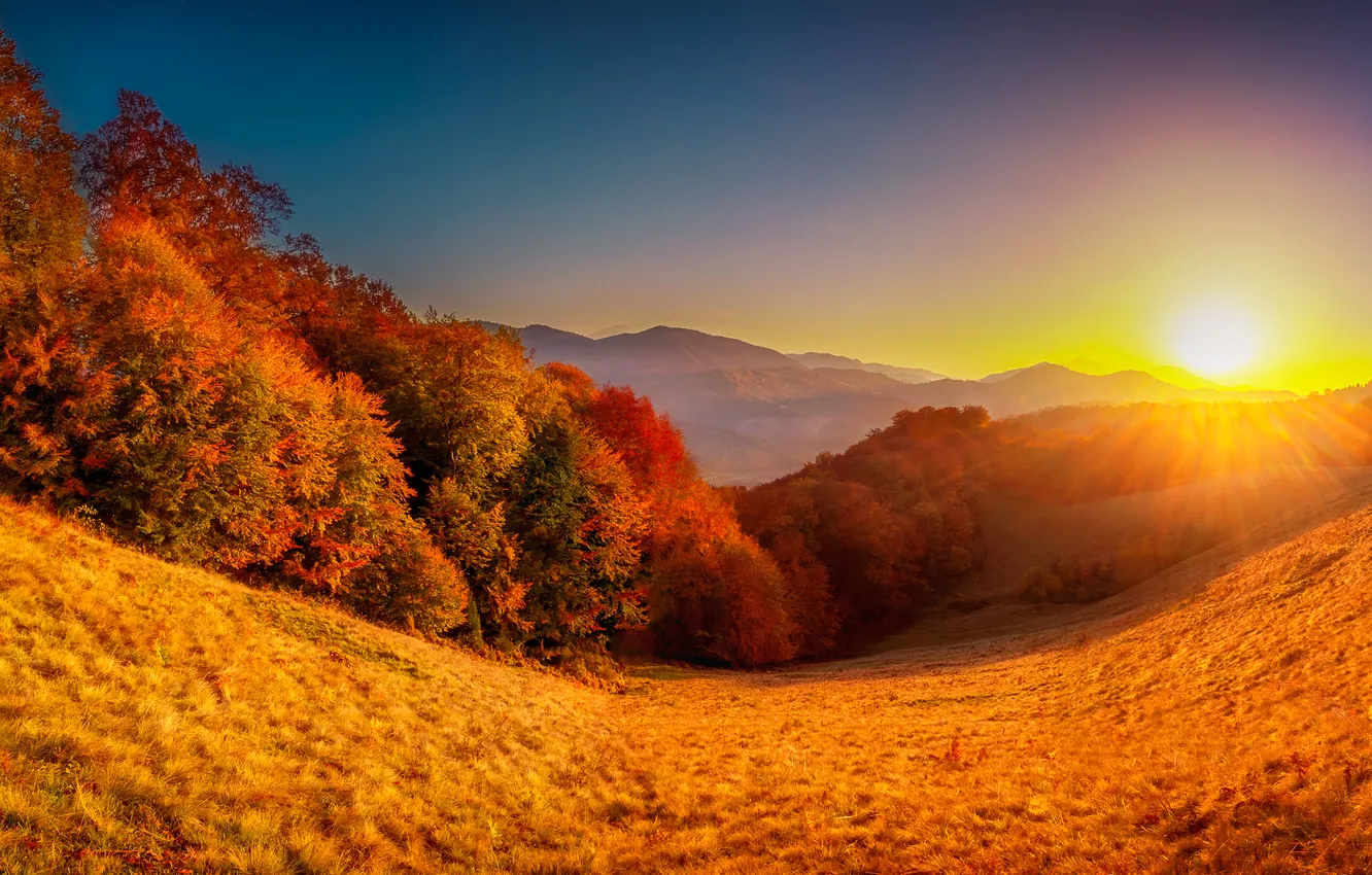 Photo wallpaper autumn, leaves, trees, Park, colorful, park, autumn, leaves