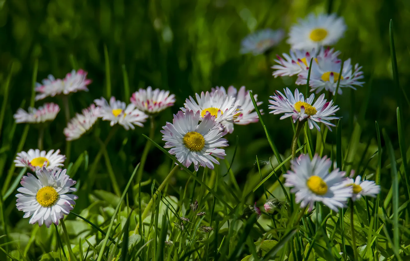 Photo wallpaper flowers, nature, spring, Daisy