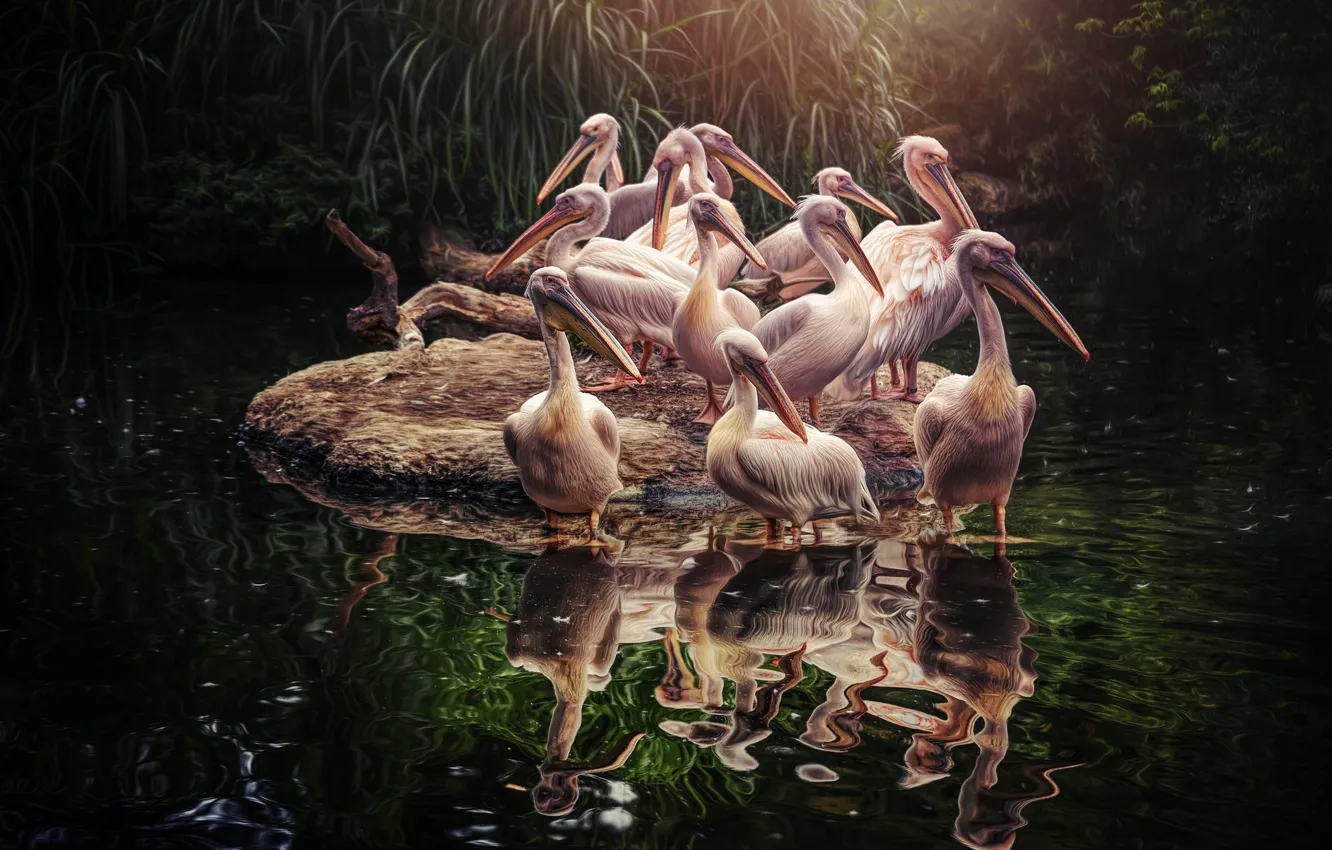 Photo wallpaper birds, island, pelicans