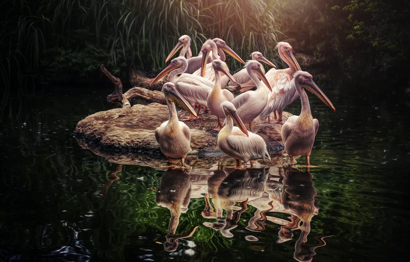 Photo wallpaper bird, island, Pelican
