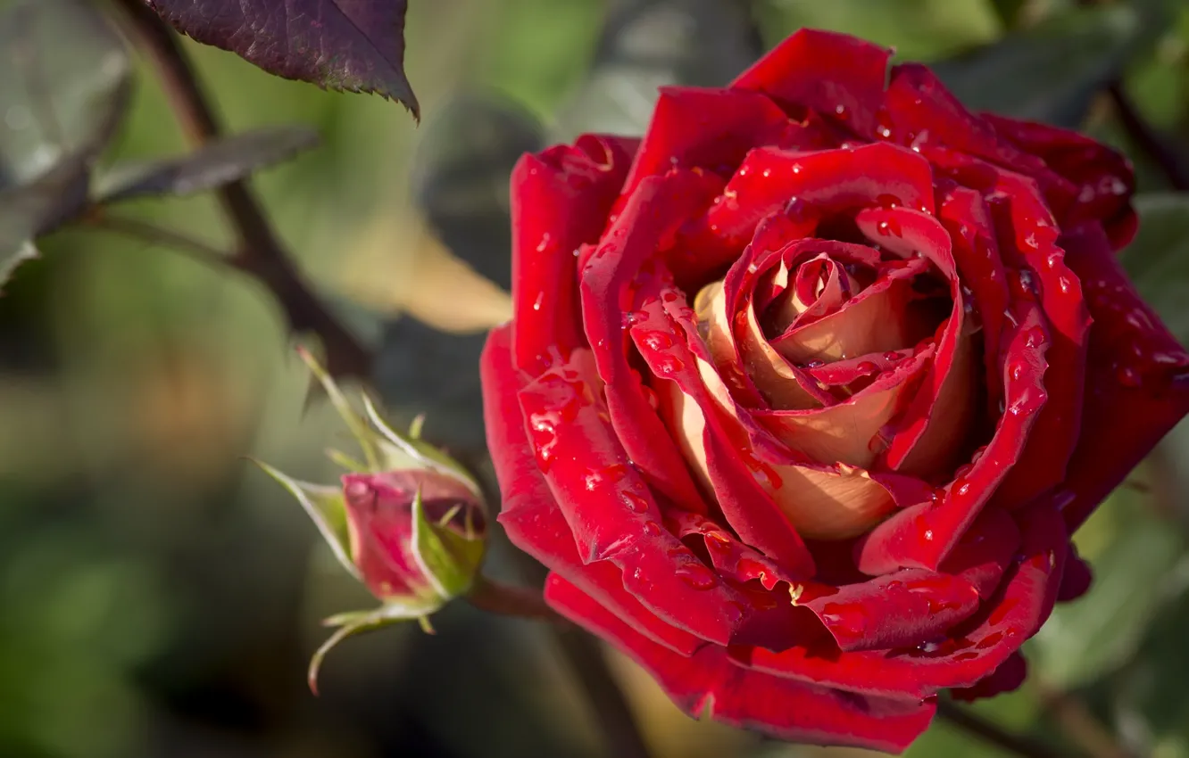 Photo wallpaper drops, red, roses, buds