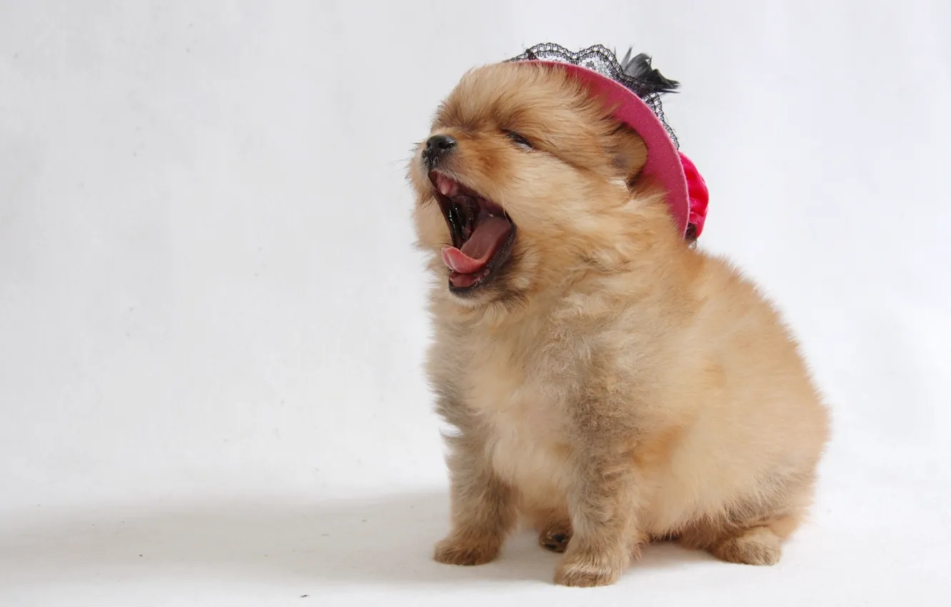 Photo wallpaper puppy, yawn, Spitz