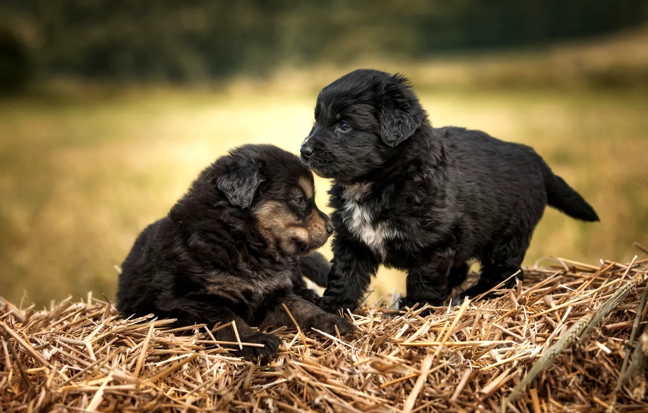 Photo wallpaper dogs, puppies, a couple, black, two puppies