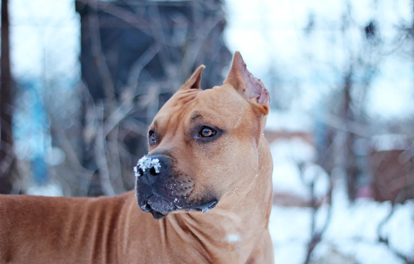 Photo wallpaper Dog, Snow, Staffor
