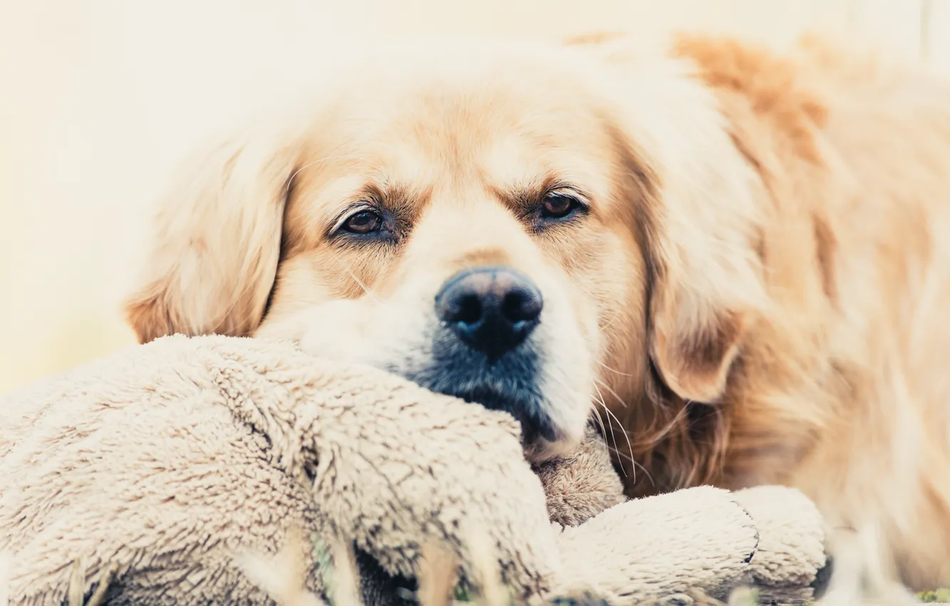 Photo wallpaper look, each, dog