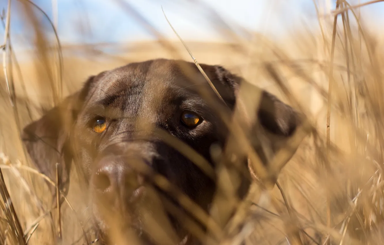 Photo wallpaper look, background, dog