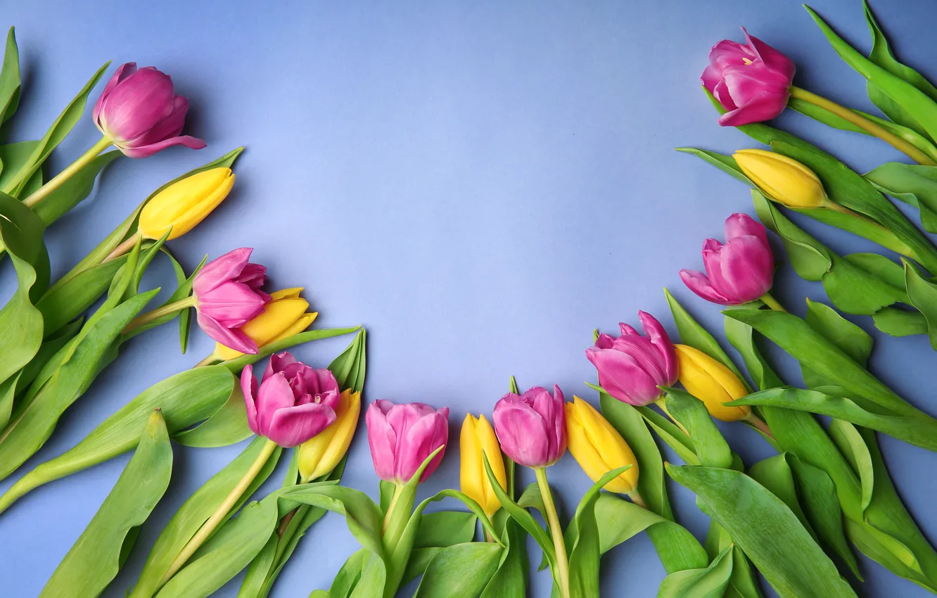 Photo wallpaper flowers, bouquet, tulips, flowers, tulips, spring, purple