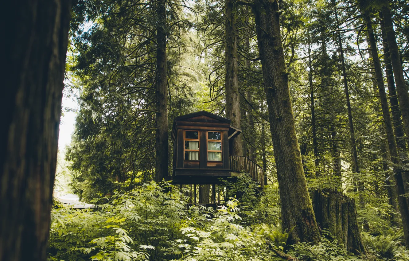 Photo wallpaper forest, trees, house, Washington
