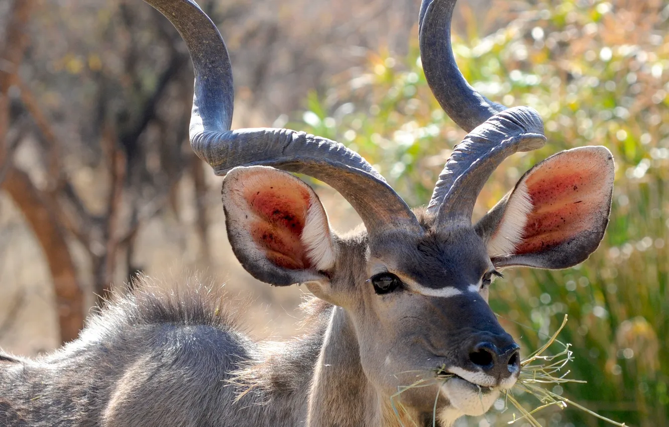 Photo wallpaper animal, horns, antelope, half - horned