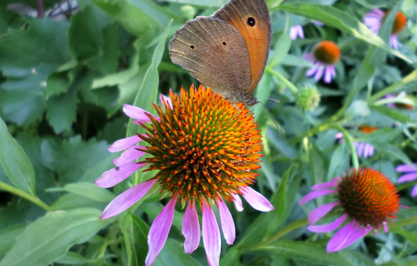 Photo wallpaper butterfly, July, Echinacea