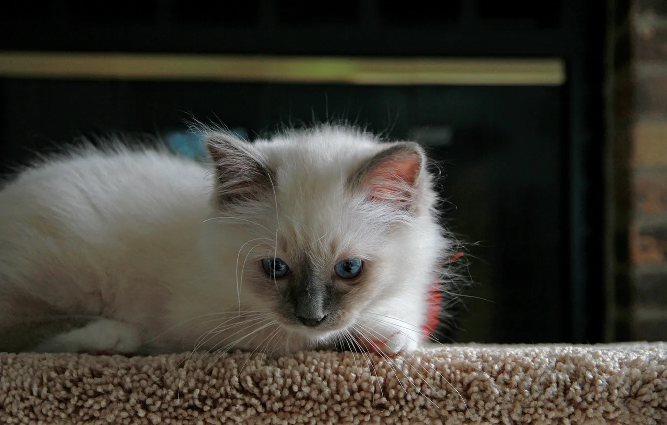 Photo wallpaper cat, white, kitty, fluffy, lies