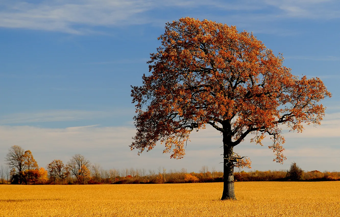 Photo wallpaper field, autumn, trees, nature