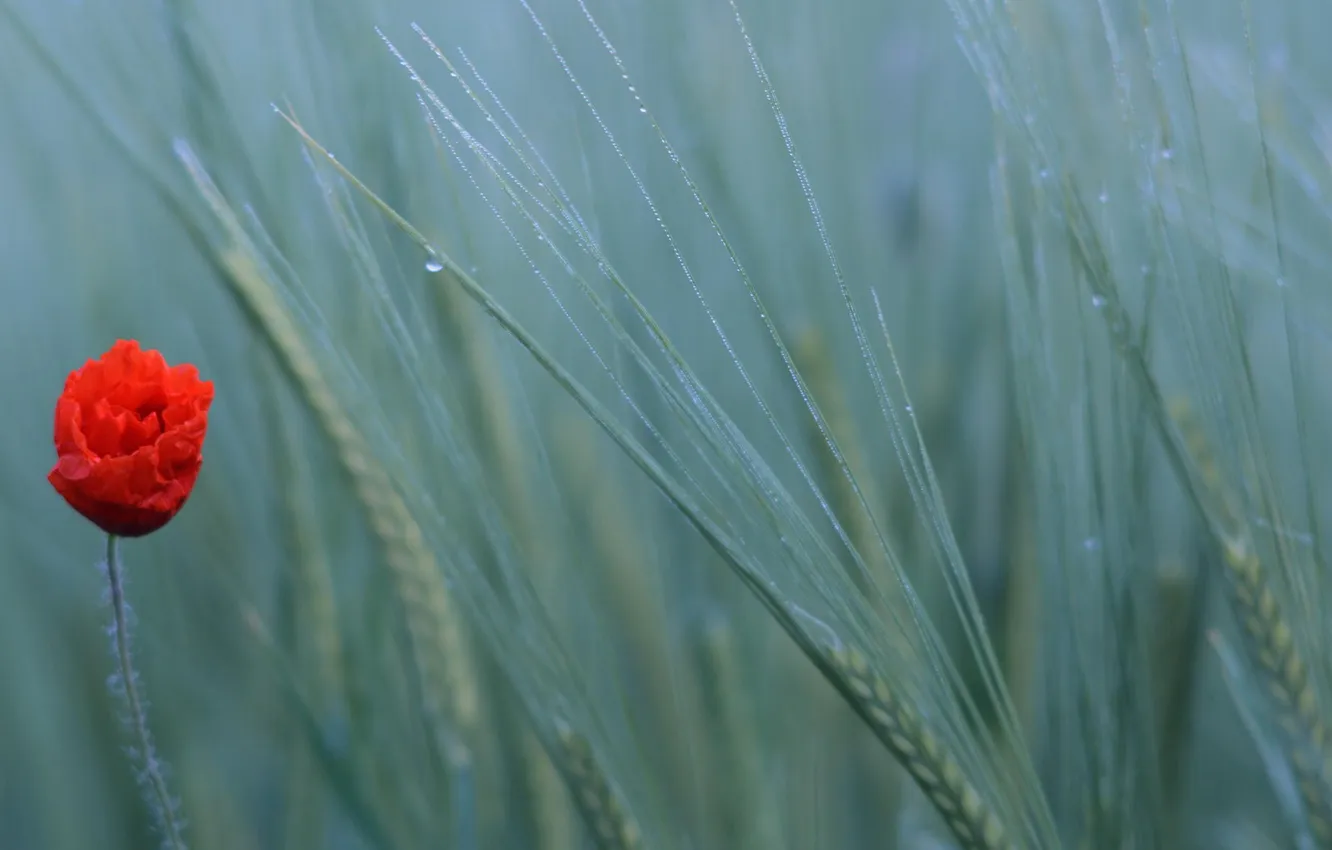 Photo wallpaper wheat, field, nature, Mac