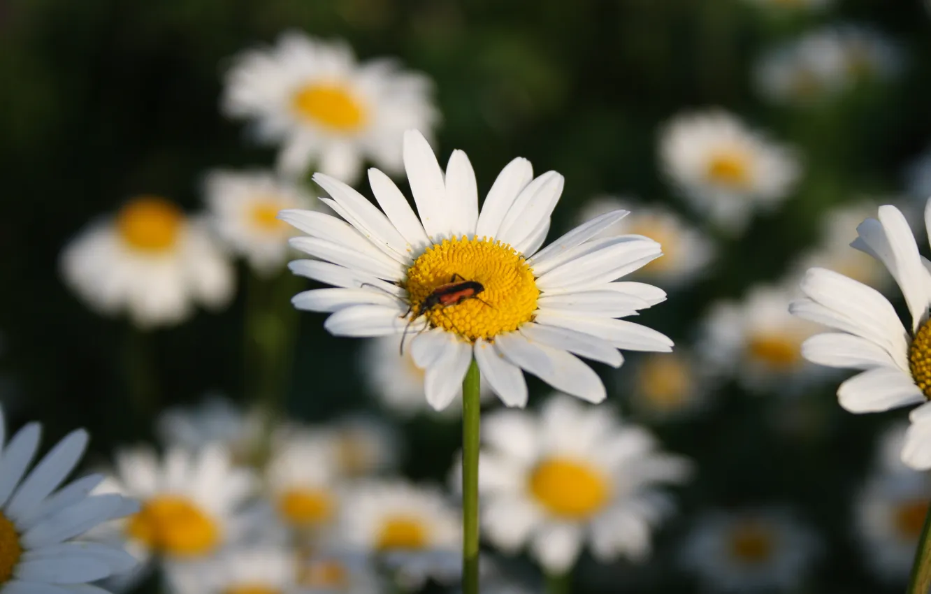 Photo wallpaper macro, flowers, chamomile