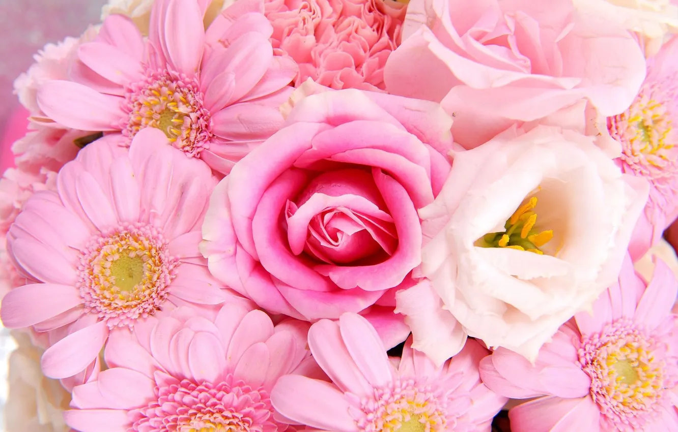 Photo wallpaper roses, petals, gerbera