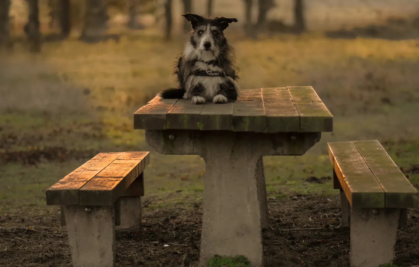 Photo wallpaper look, each, dog