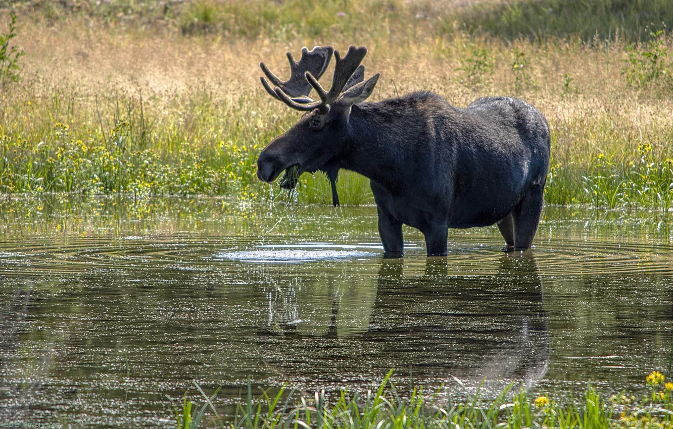 Photo wallpaper grass, Breakfast, puddle, moose