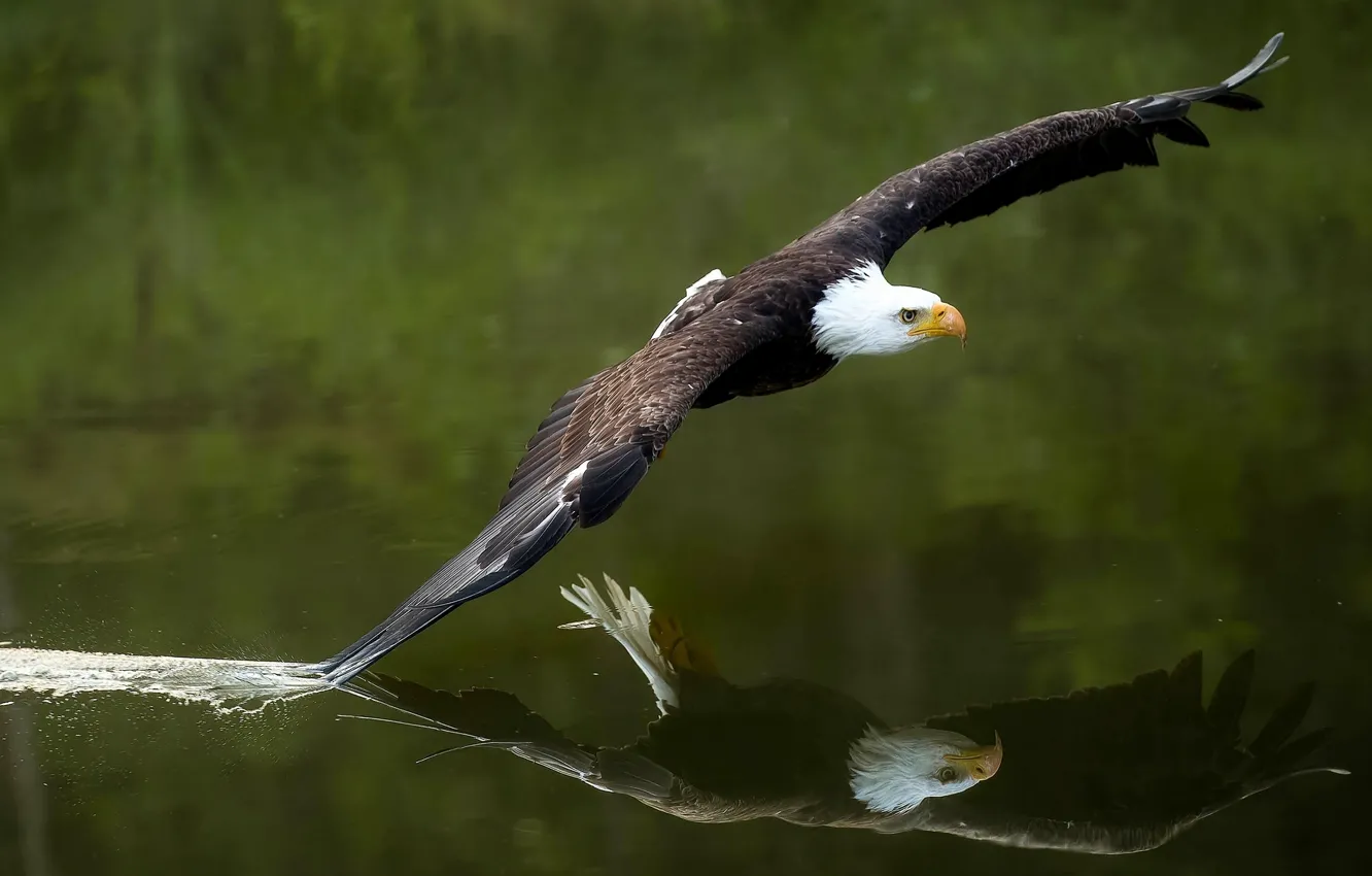 Photo wallpaper water, reflection, bird, wings, predator, flight, hawk, Bald eagle