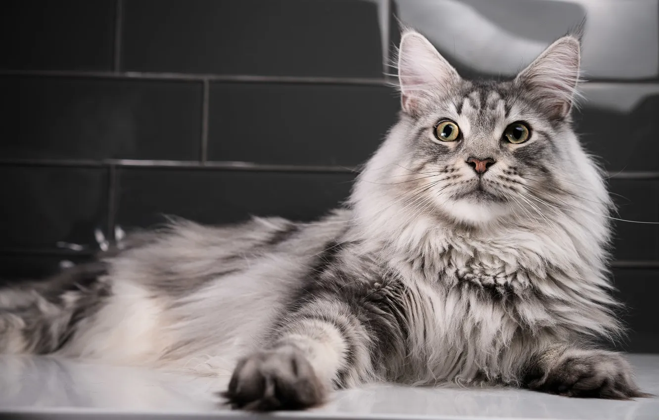 Photo wallpaper cat, cat, look, pose, grey, tile, legs, fluffy
