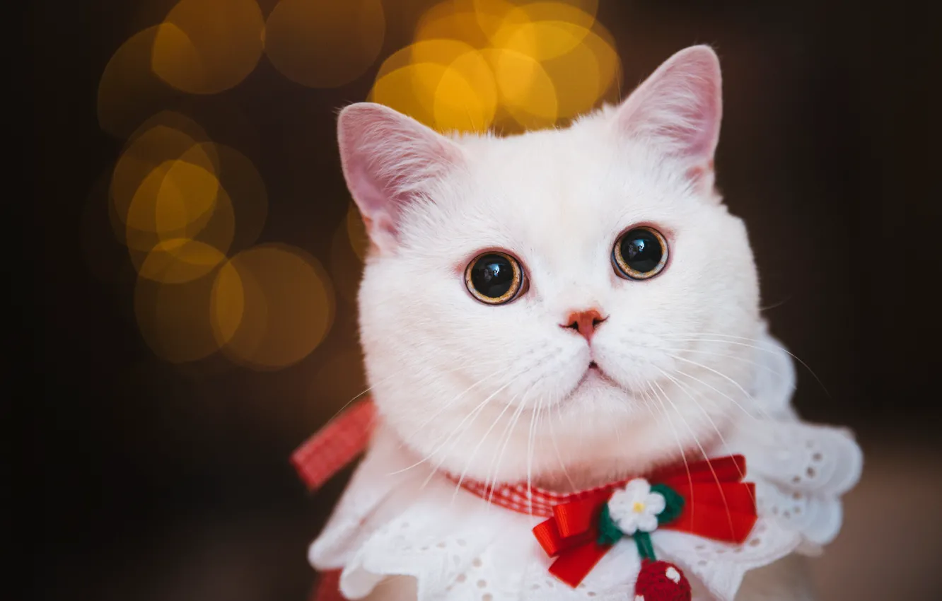 Photo wallpaper cat, white, cat, look, decoration, background, portrait, muzzle