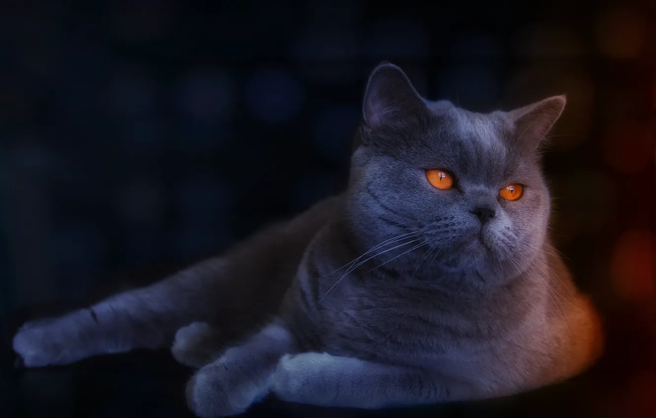 Photo wallpaper cat, cat, lies, British