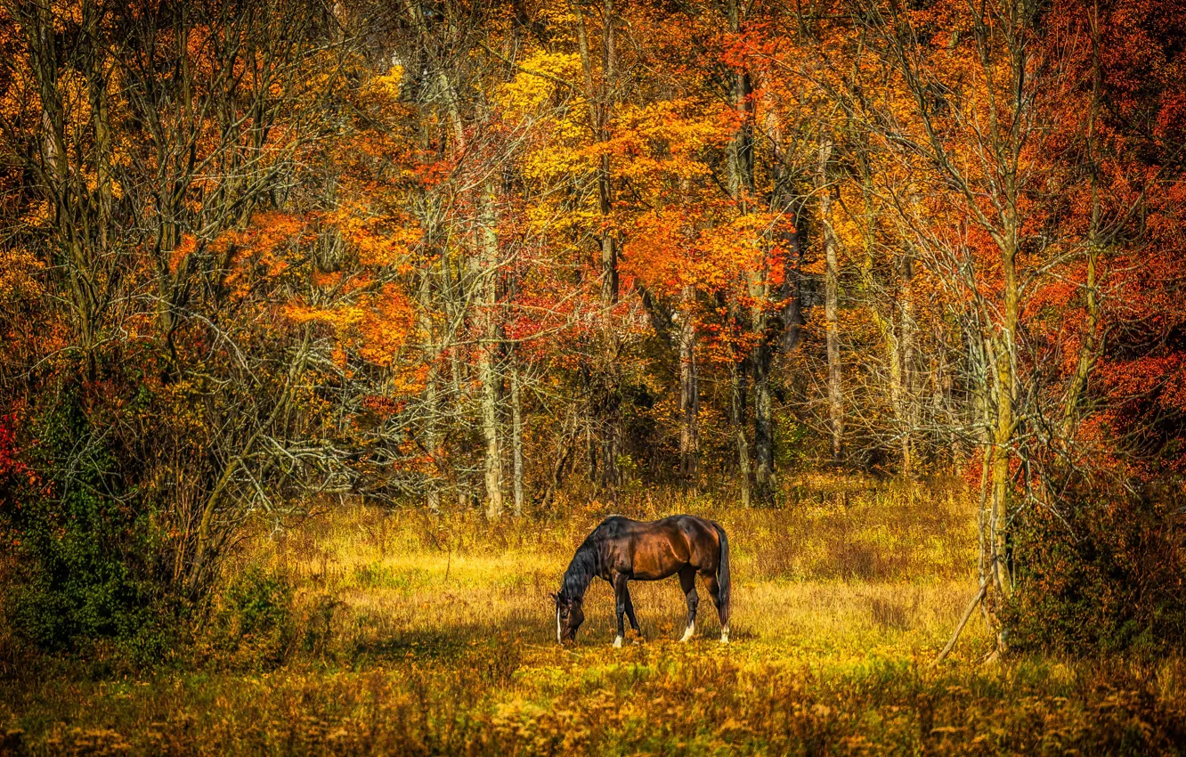 Photo wallpaper autumn, forest, horse, horse