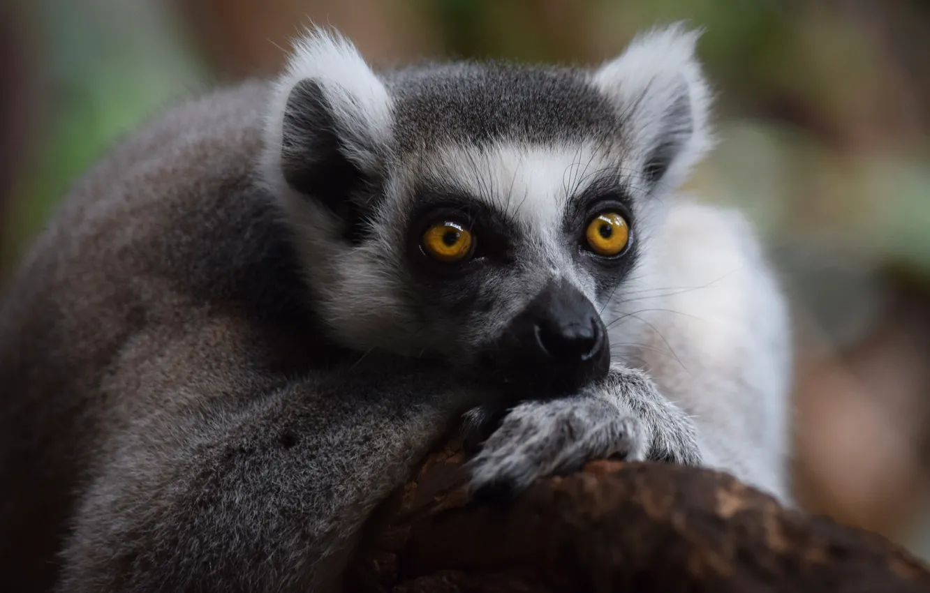 Photo wallpaper look, nature, animal, stay, muzzle, Limur