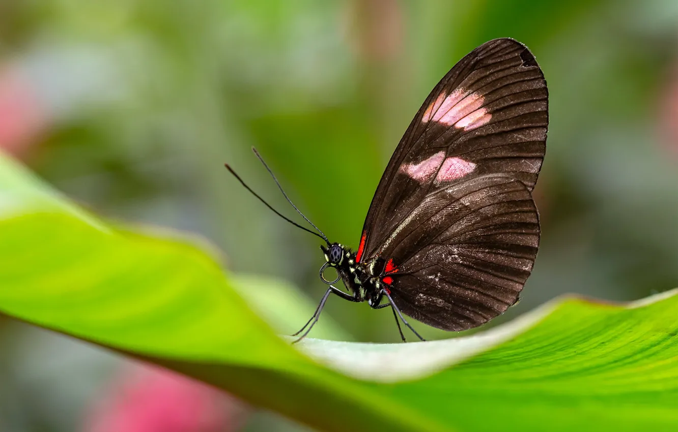 Photo wallpaper macro, nature, butterfly, dark, leaf, plant, insect, bokeh