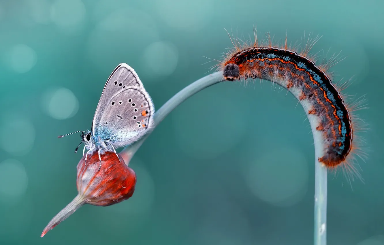 Photo wallpaper macro, flowers, caterpillar, butterfly, stem, insect