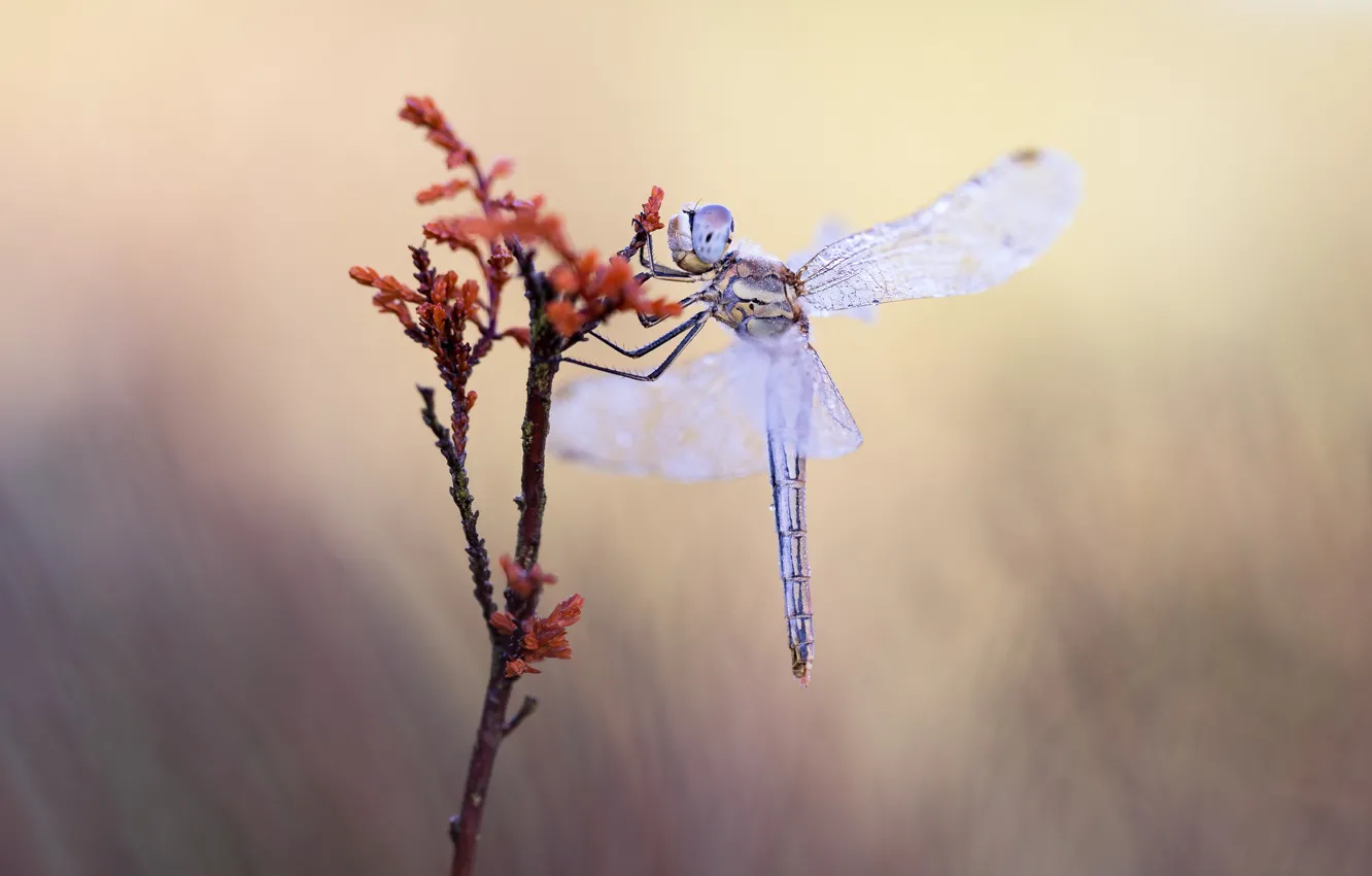 Photo wallpaper drops, macro, background, plant, dragonfly, stem, insect