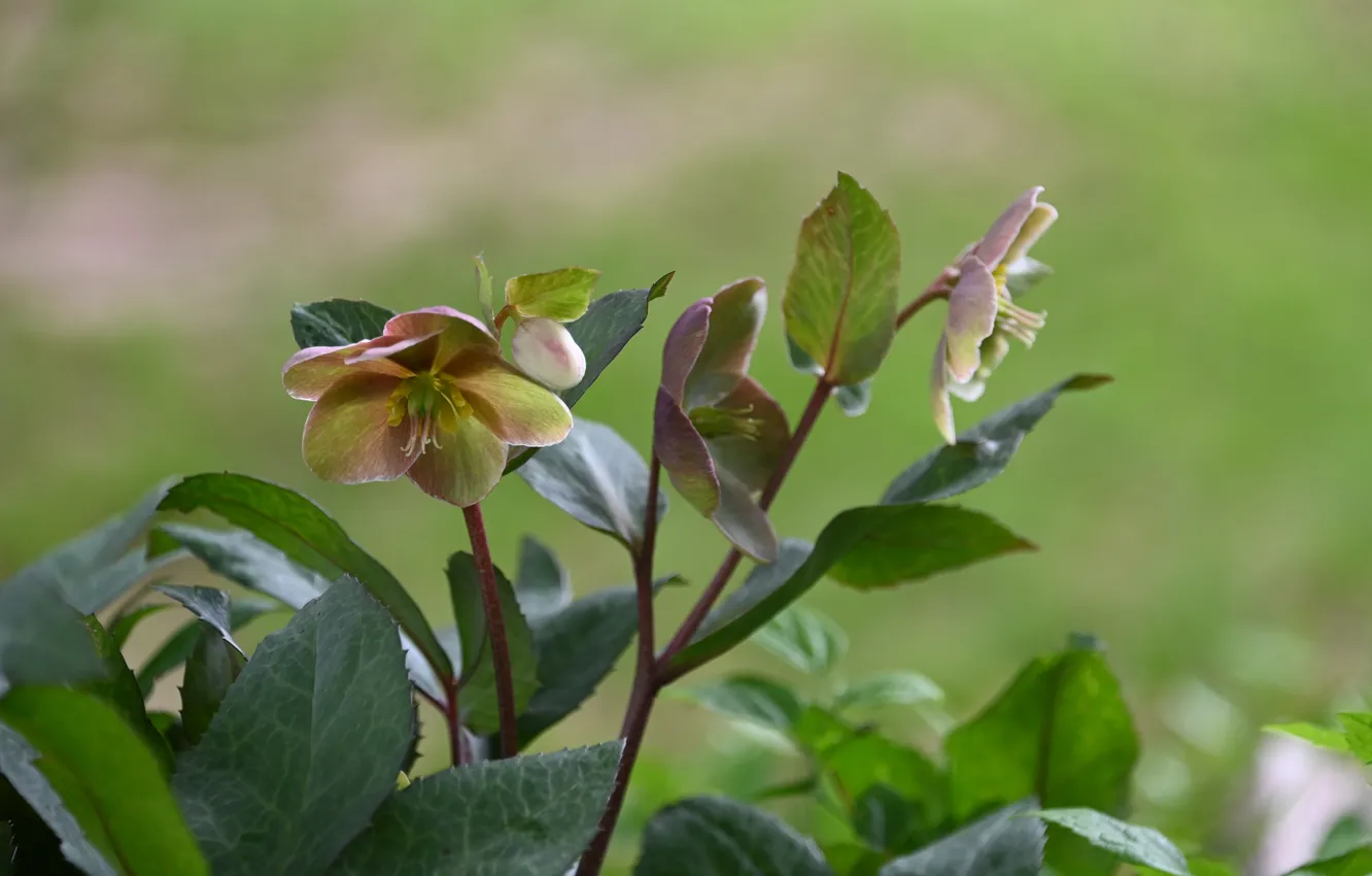 Photo wallpaper greens, flowers, hellebore