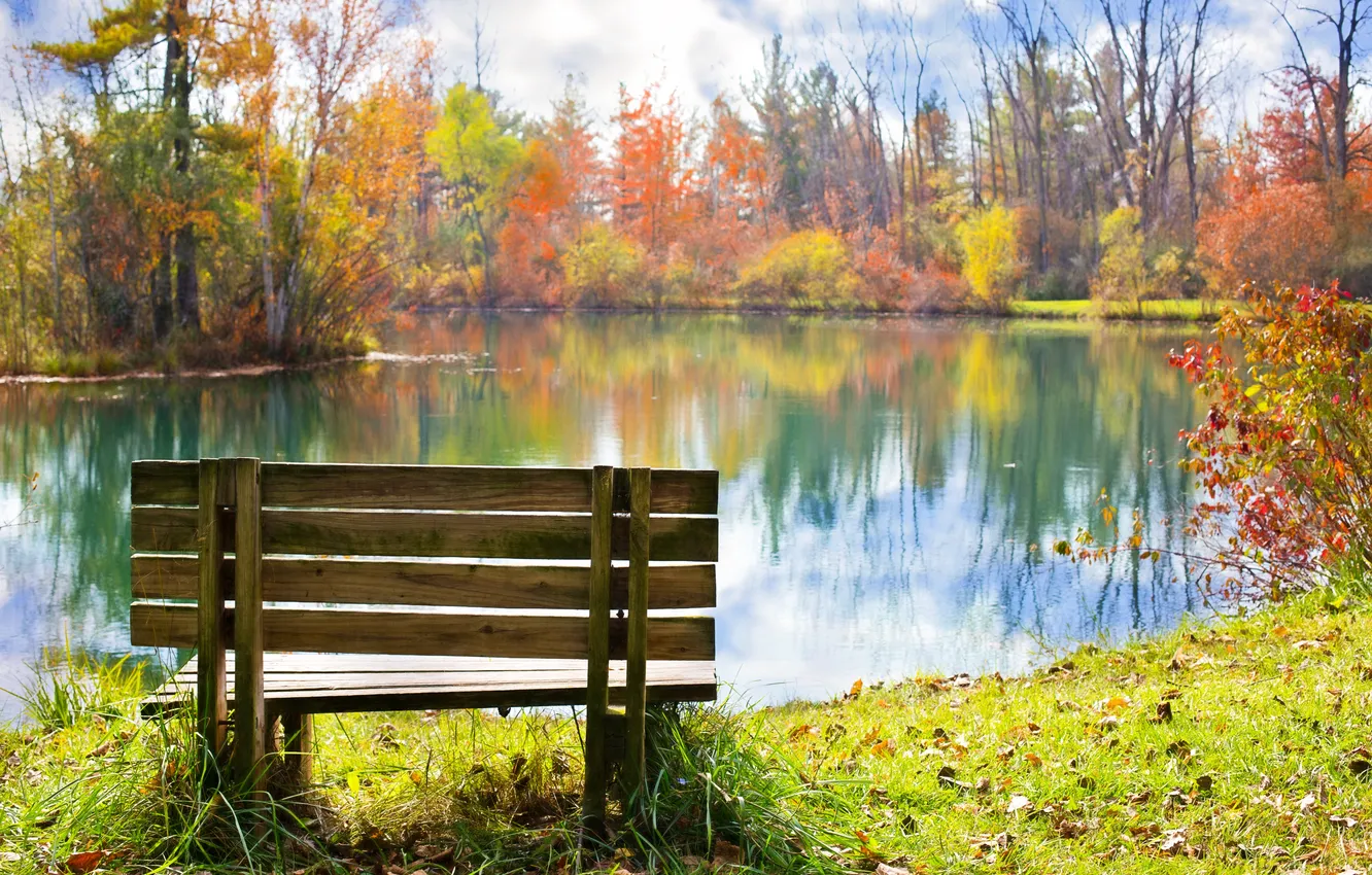 Photo wallpaper forest, trees, landscape, nature, pond