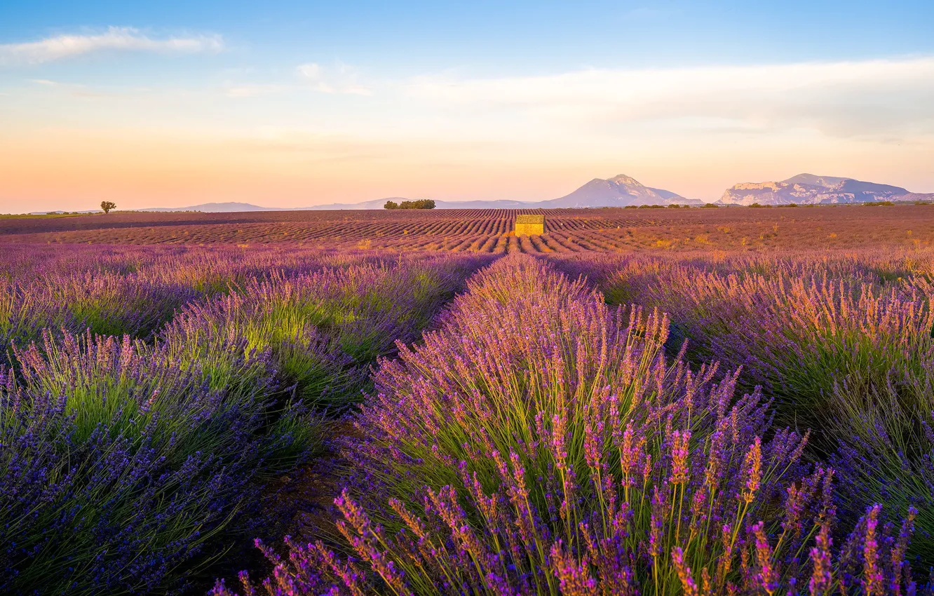 Photo wallpaper field, flowers, mountains, house, lavender, plantation, lavender field