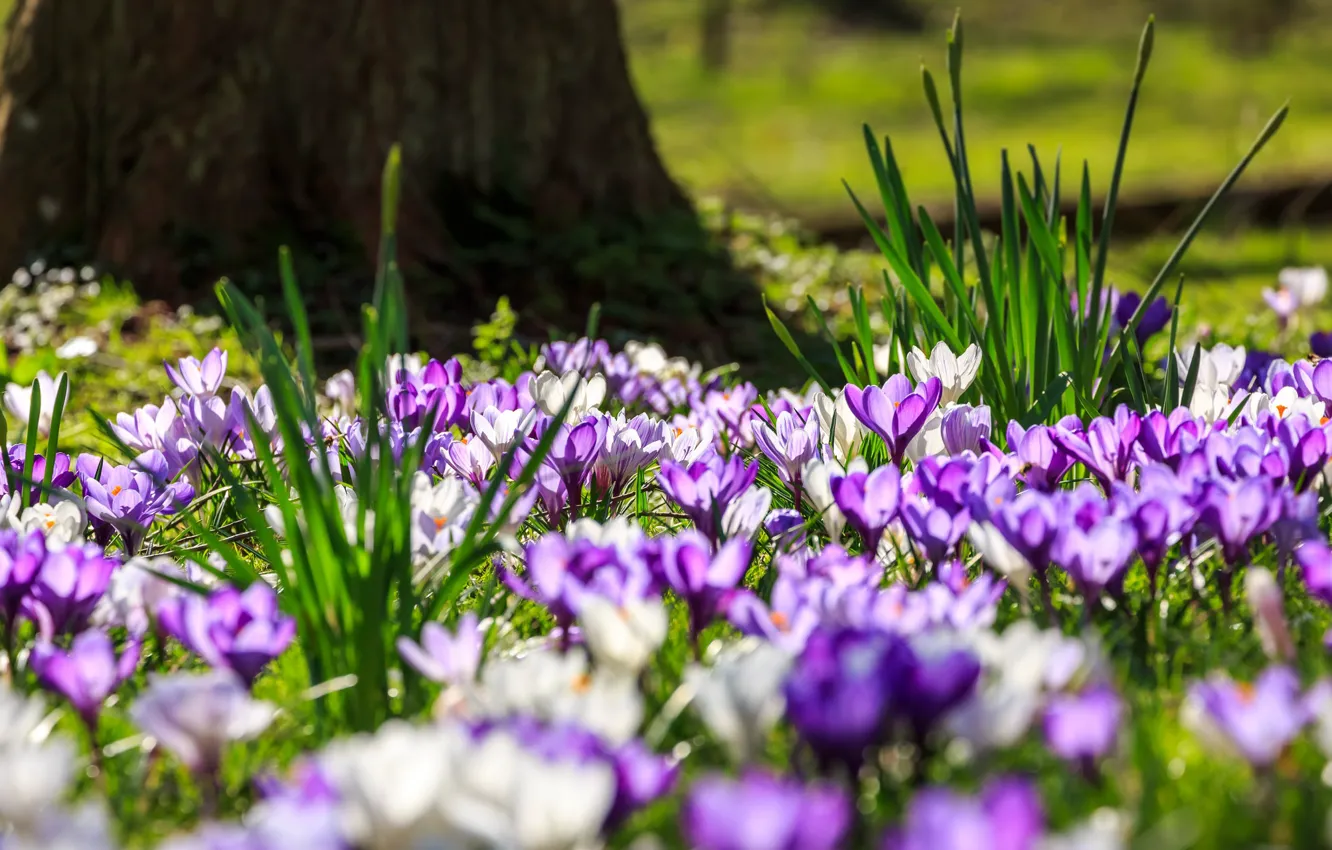 Photo wallpaper nature, glade, crocuses, saffron, Crocus