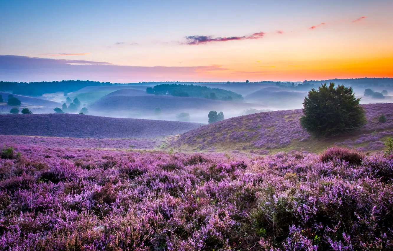Photo wallpaper field, fog, dawn, hills, morning, meadow, space, lavender