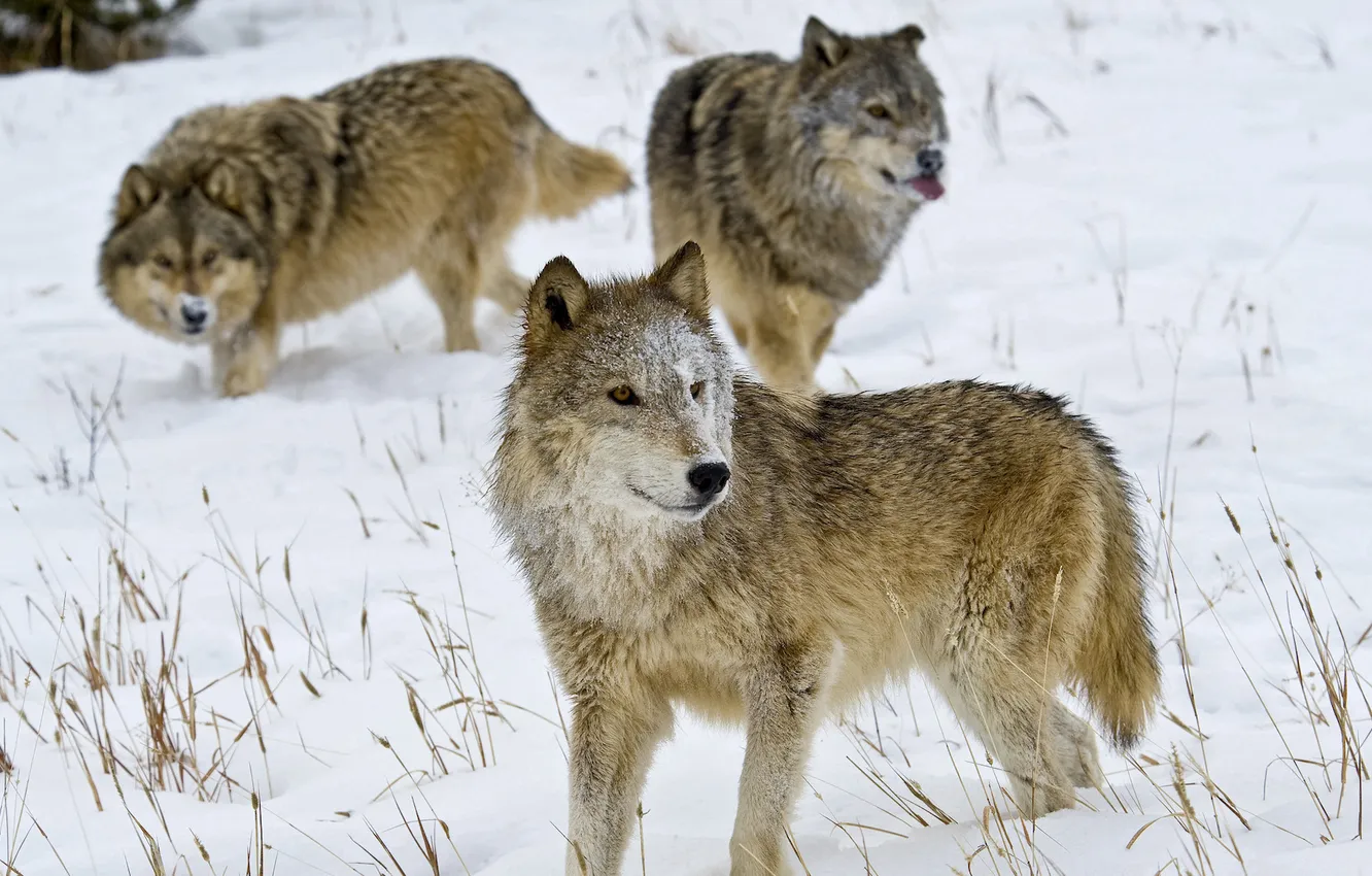 Photo wallpaper Predator, wolf, portrait, portrait., Canis lupus. face