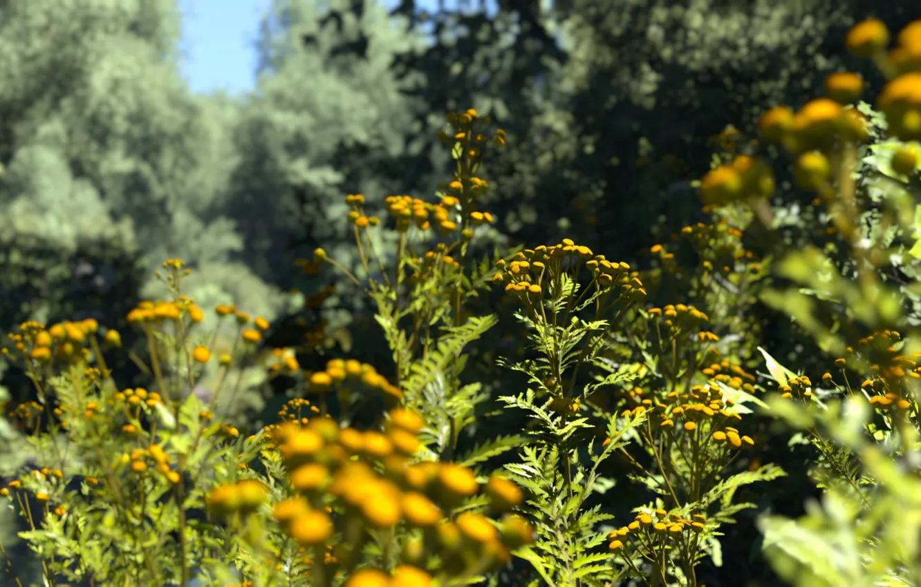 Photo wallpaper flowers, nature, yellow, field