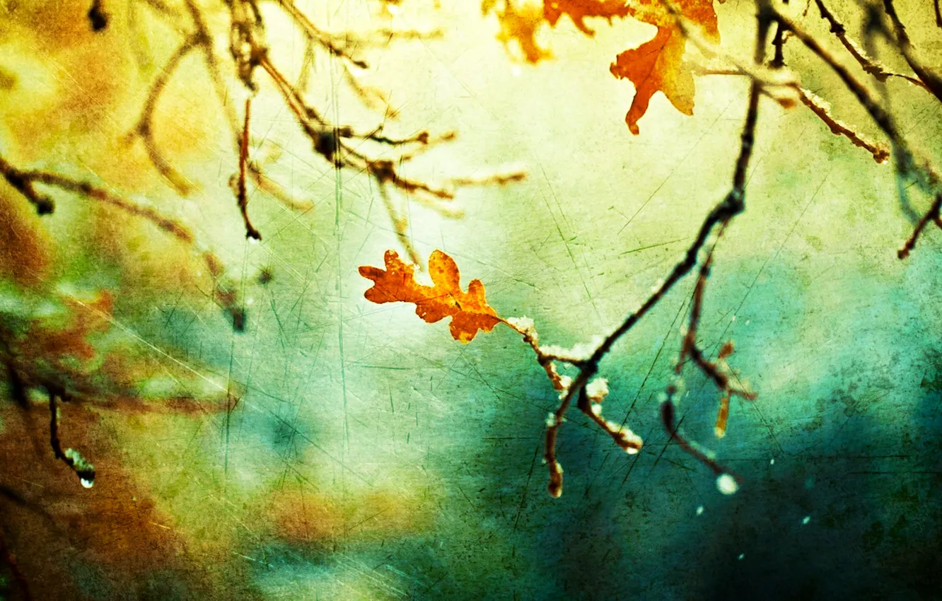 Photo wallpaper autumn, leaves, macro, branches, nature, canvas, touch