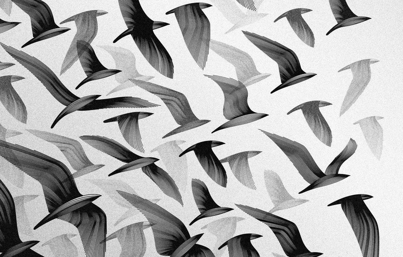 Photo wallpaper the sky, flight, birds, Wallpaper, wings, pack