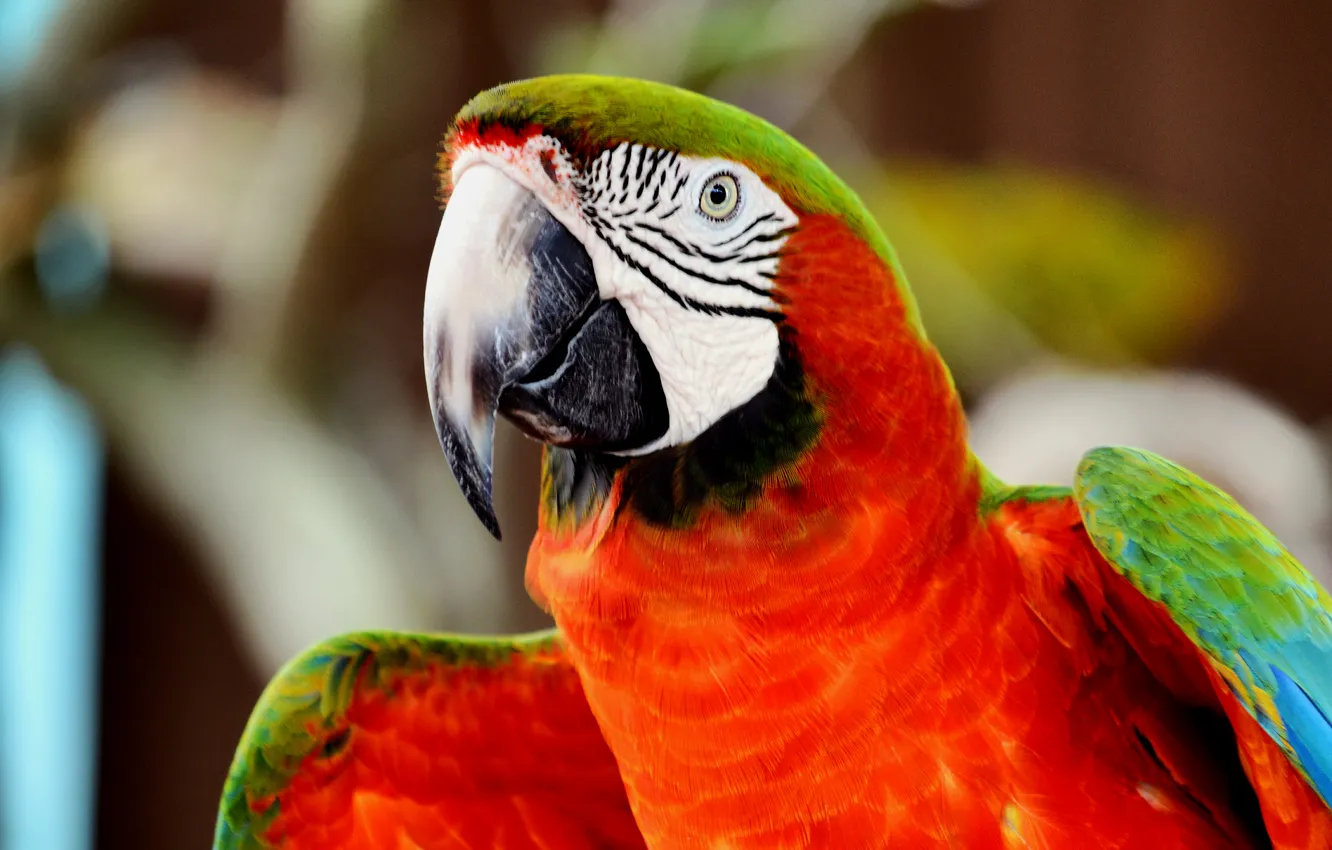 Photo wallpaper look, red, bird, portrait, wings, parrot, bokeh, Ara