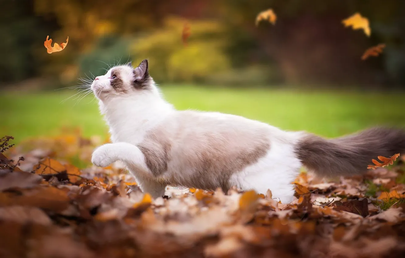 Photo wallpaper autumn, cat, leaves, Ragdoll