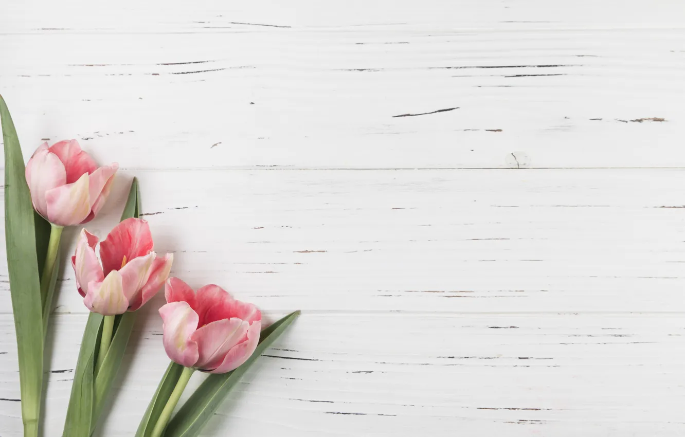 Photo wallpaper flowers, tulips, pink, pink, flowers, beautiful, tulips, spring