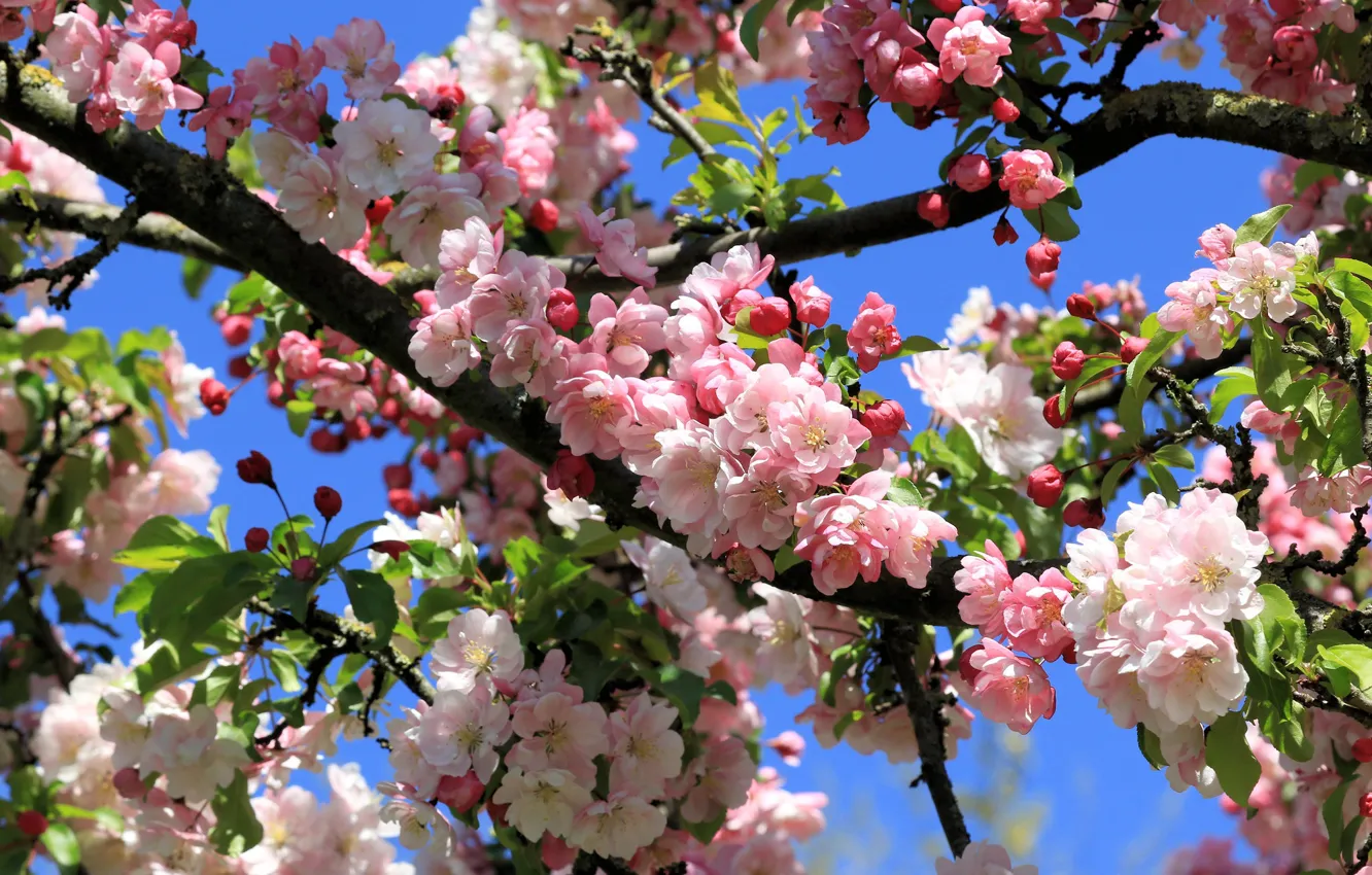Photo wallpaper flowers, spring, flowering, Apple blossoms