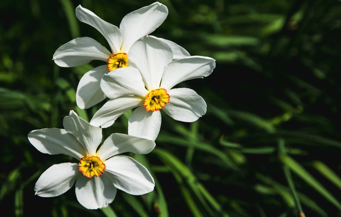 Photo wallpaper flowers, the dark background, spring, white, trio, daffodils, bokeh