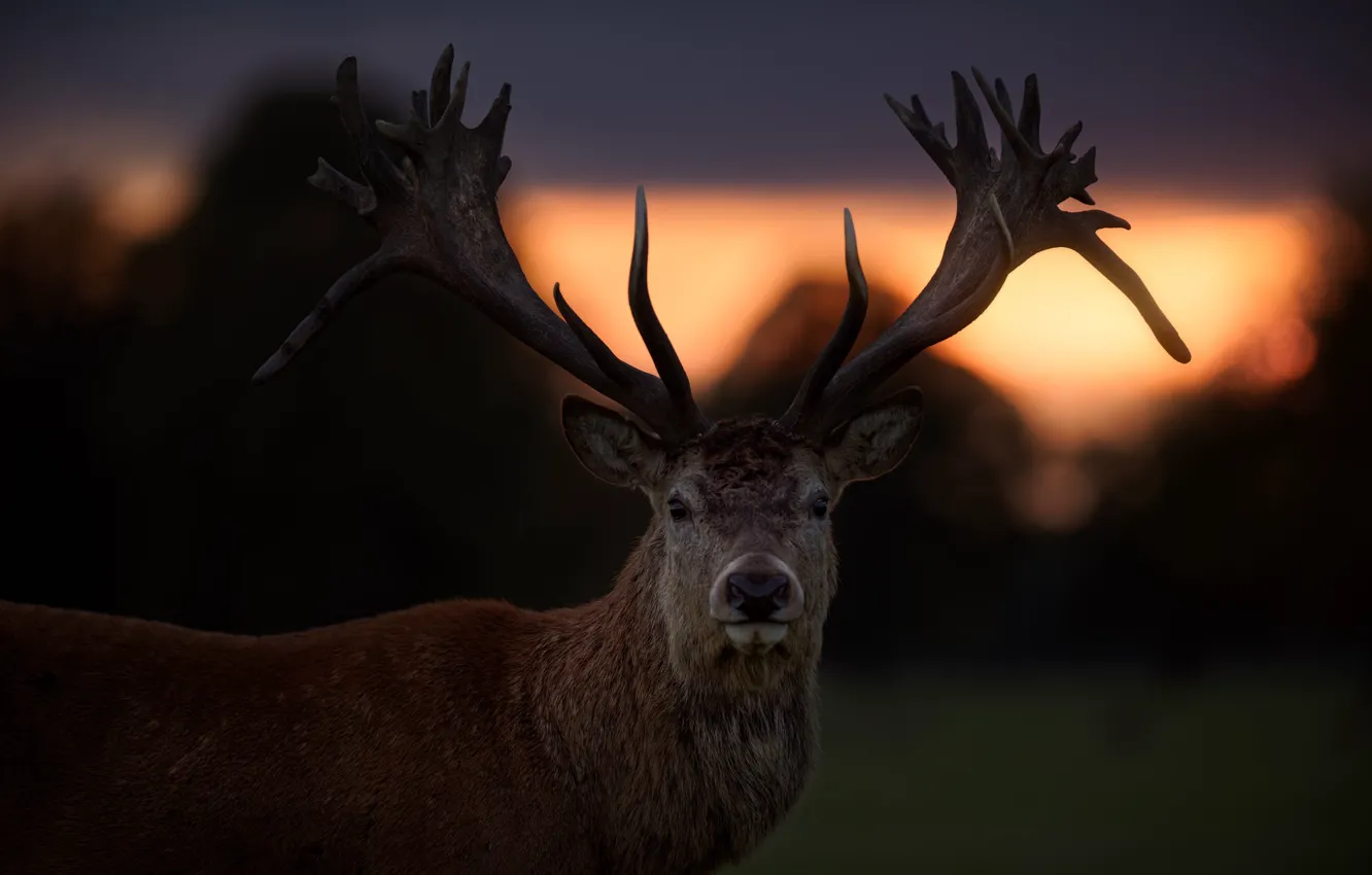 Photo wallpaper look, sunset, deer, horns