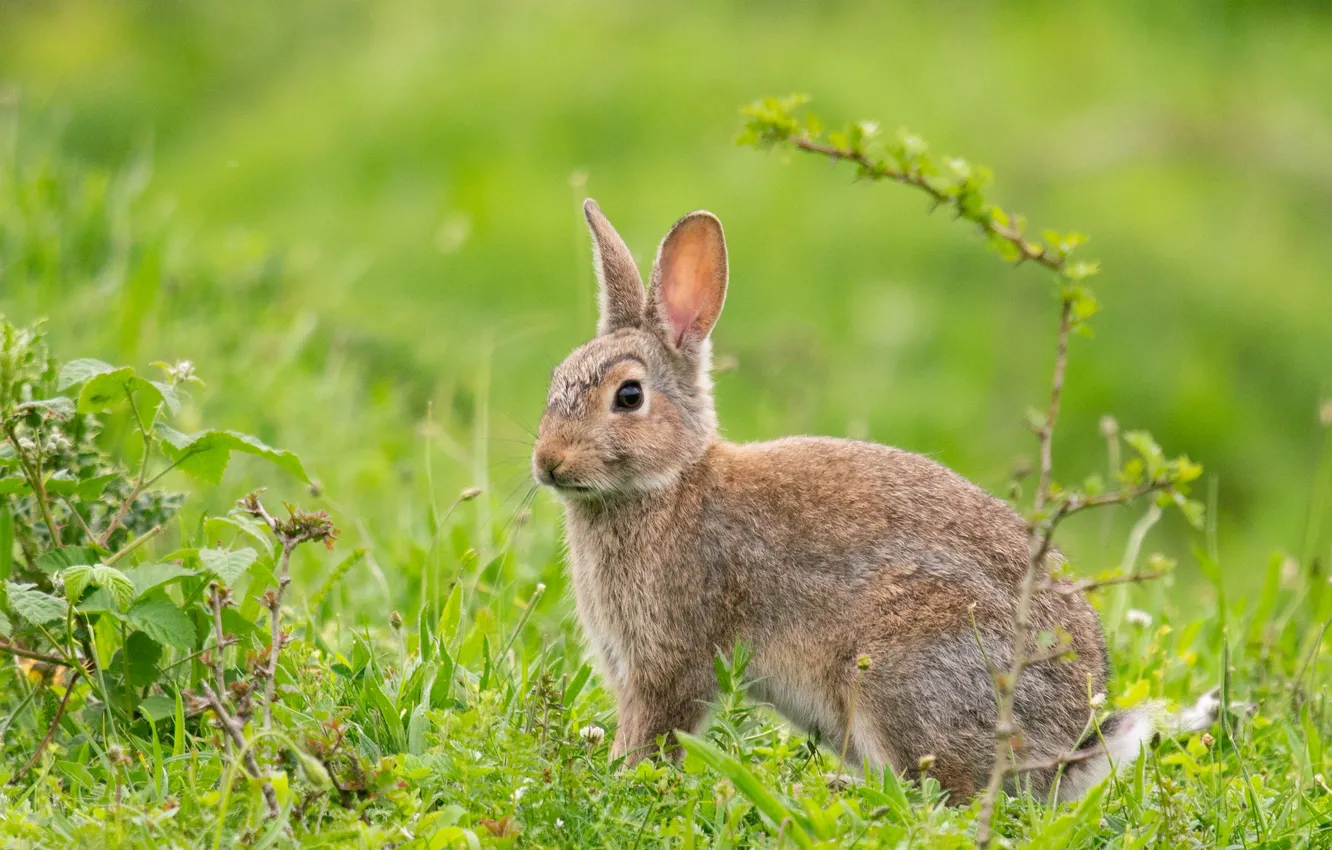Photo wallpaper grass, glade, hare, spring, baby, Bunny, green background, hare