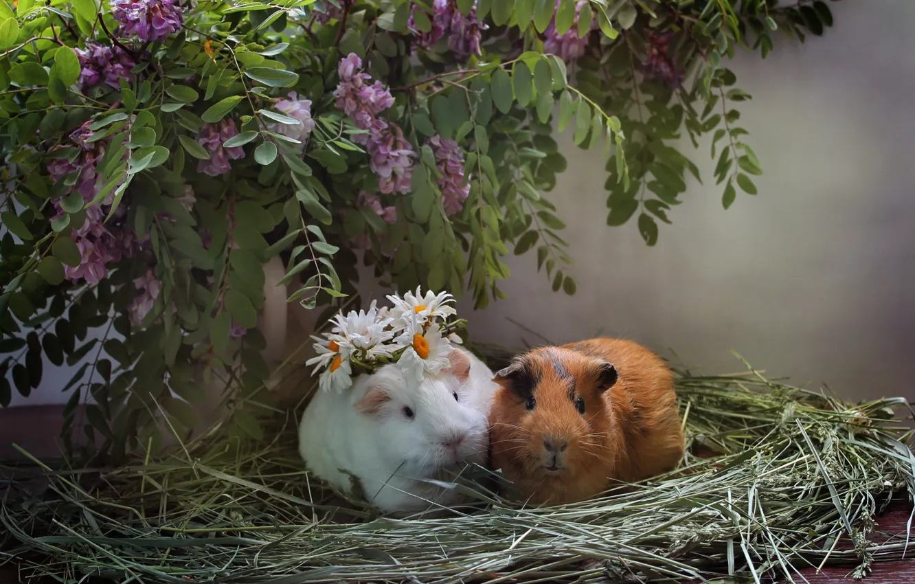 Photo wallpaper animals, summer, chamomile, hay, composition, June, Guinea pigs
