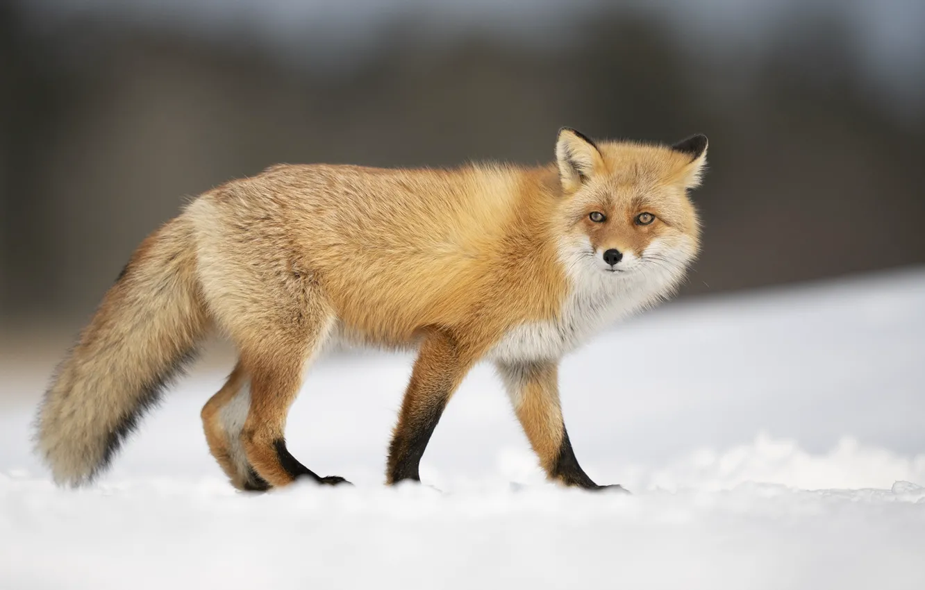 Photo wallpaper winter, look, snow, nature, Fox, the snow, red, walk