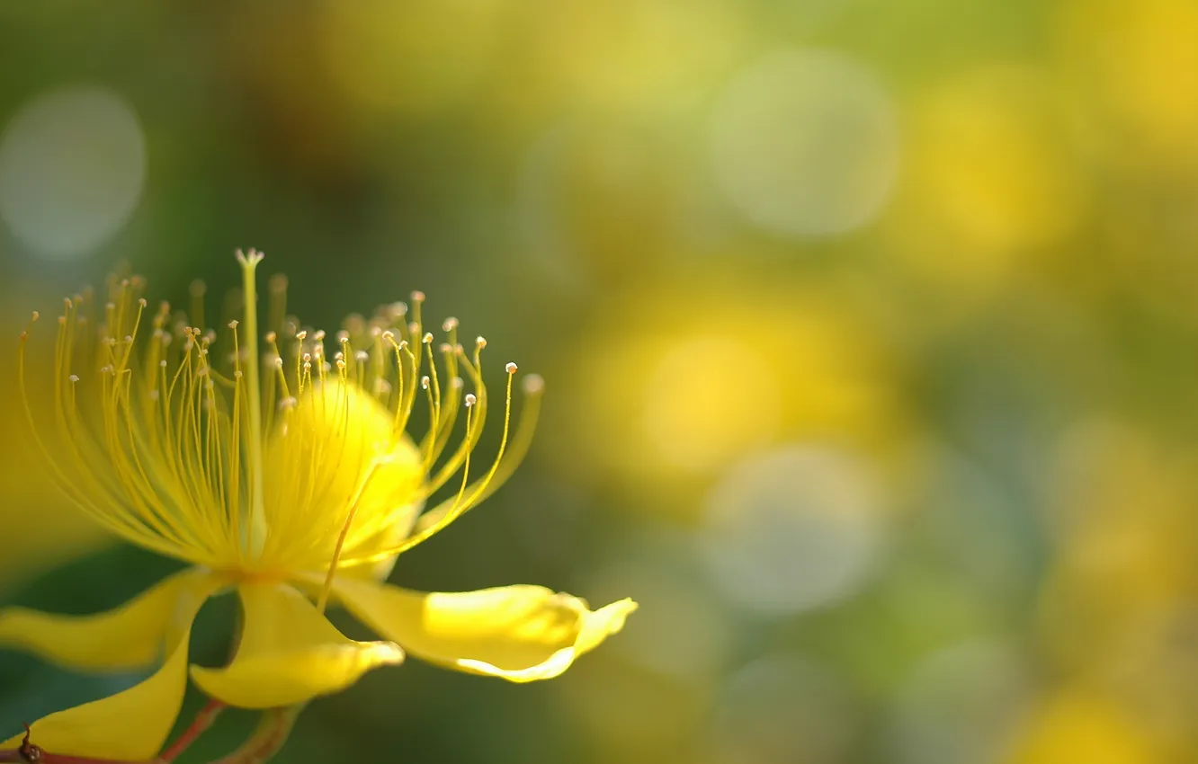 Photo wallpaper summer, flowers, nature