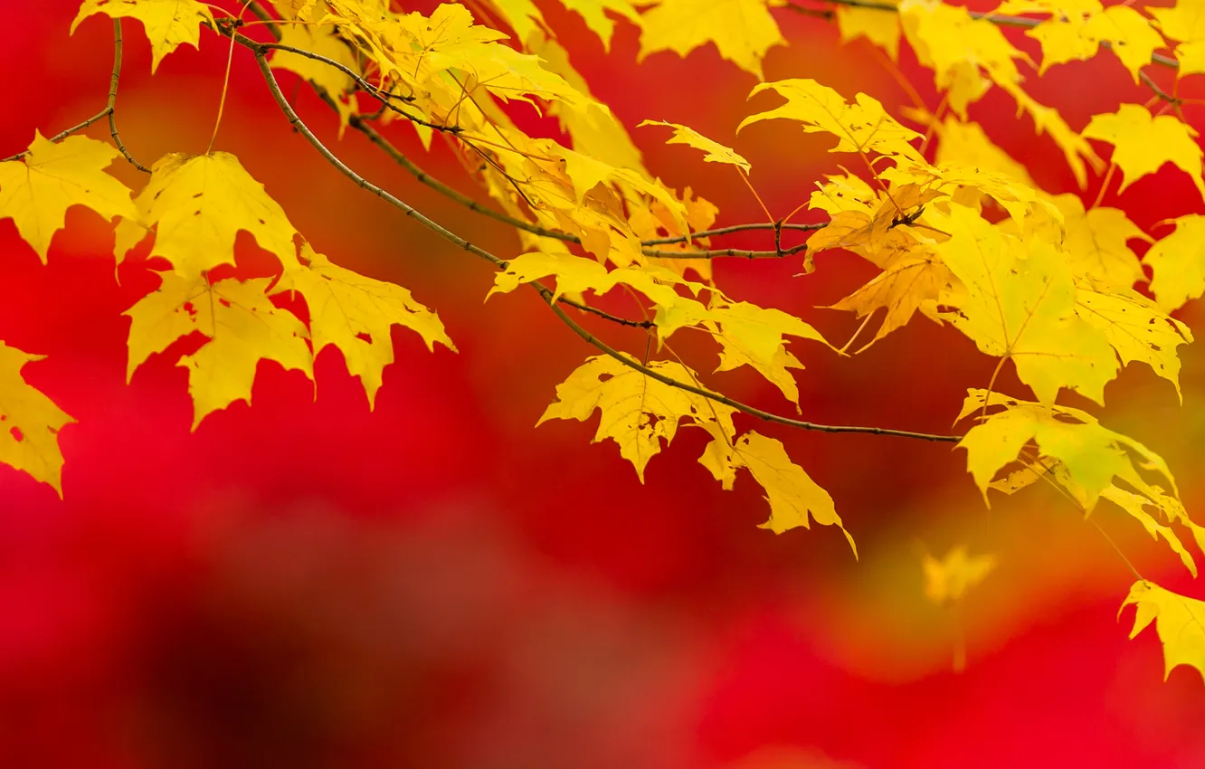 Photo wallpaper autumn, leaves, nature
